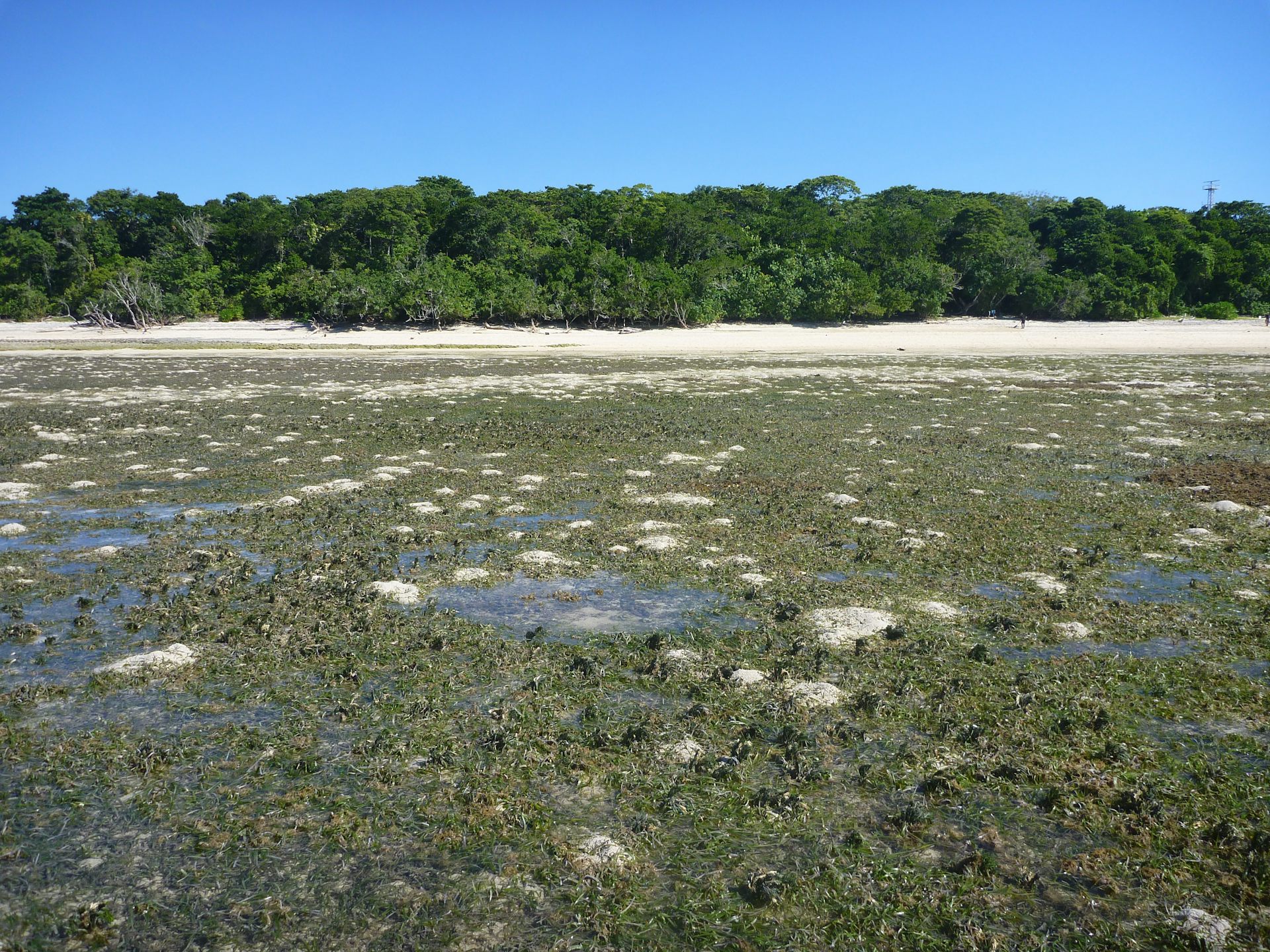 Dugong and sea turtle poo sheds new light on the Great Barrier Reef's