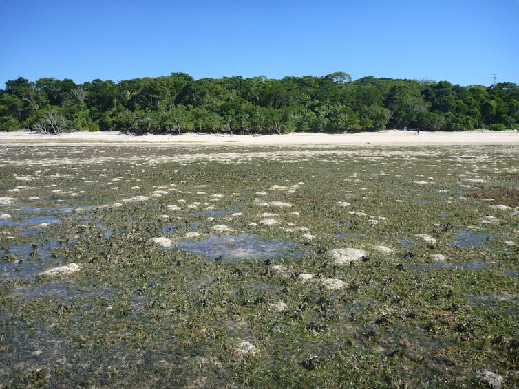 Dugong and sea turtle poo sheds new light on the Great Barrier Reef's seagrass meadows