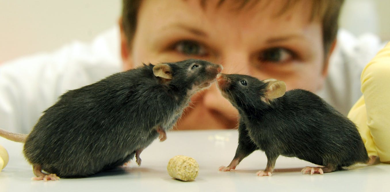 Animal research: is it a necessary evil?