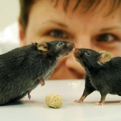Animal testing – News, Research and Analysis – The Conversation – page 1