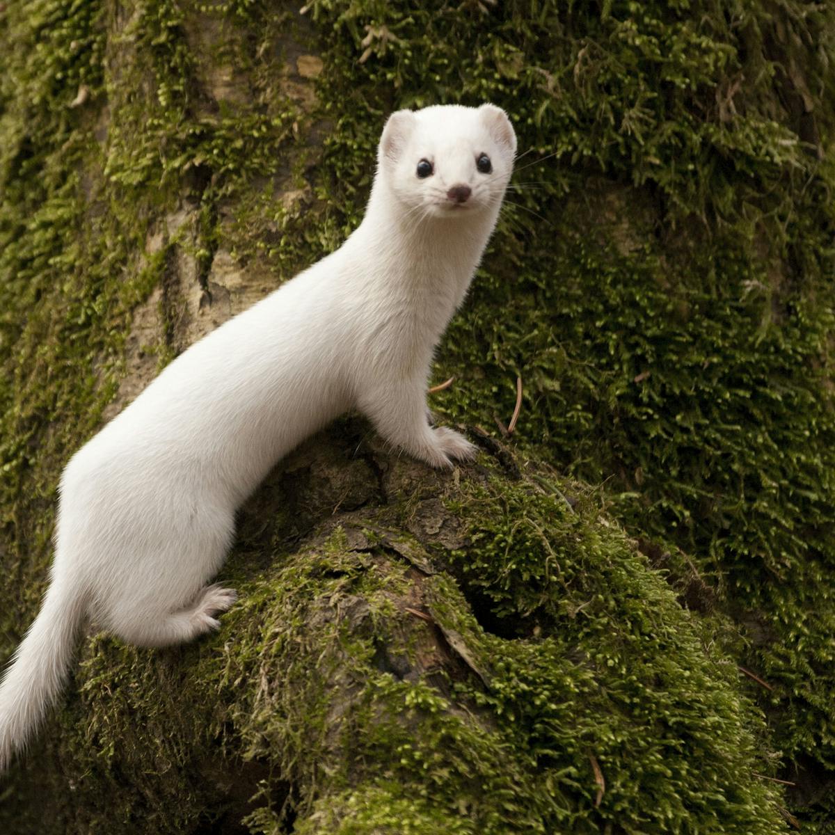 Climate change has left some weasels with mismatched camouflage