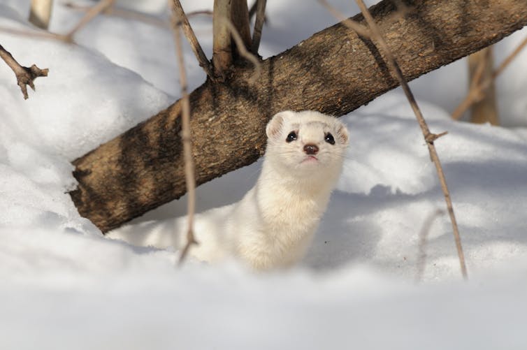 weasel