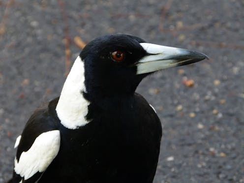 Airport-dwelling magpies get in less of a flap about planes, and that could be good or bad