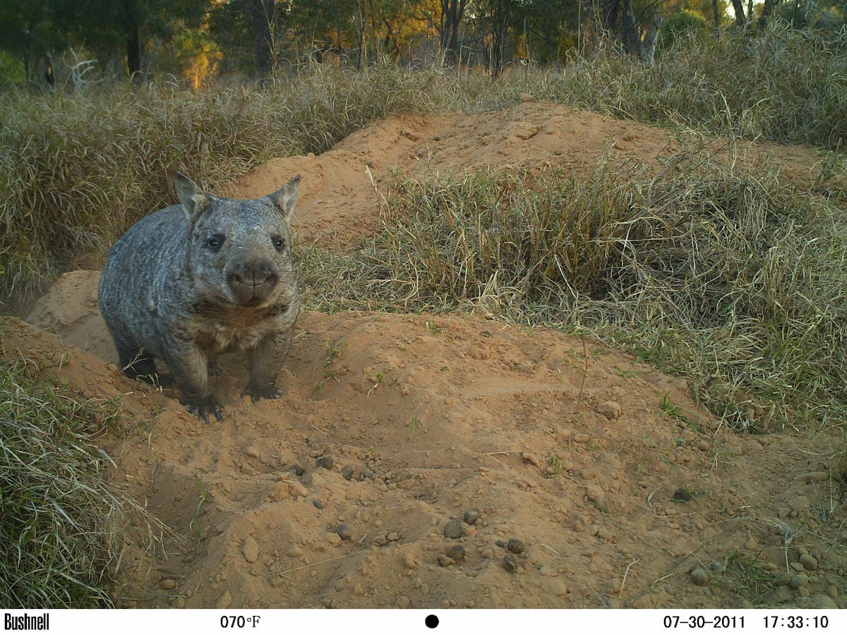 Australian endangered species: Northern Hairy-nosed Wombat Australian endangered species: Northern Hairy-nosed Wombat