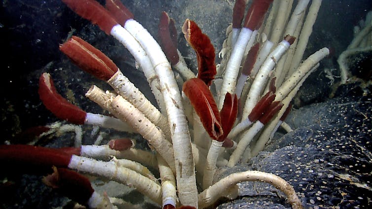 Riftia tube worms have evolved to cope with a challenging niche – near hydrothermal vents under the sea. NOAA Photo Library/Flickr