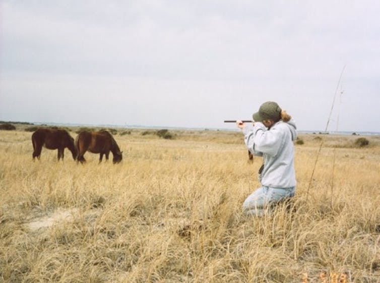 Hold your horses – brumby fertility control isn't that easy