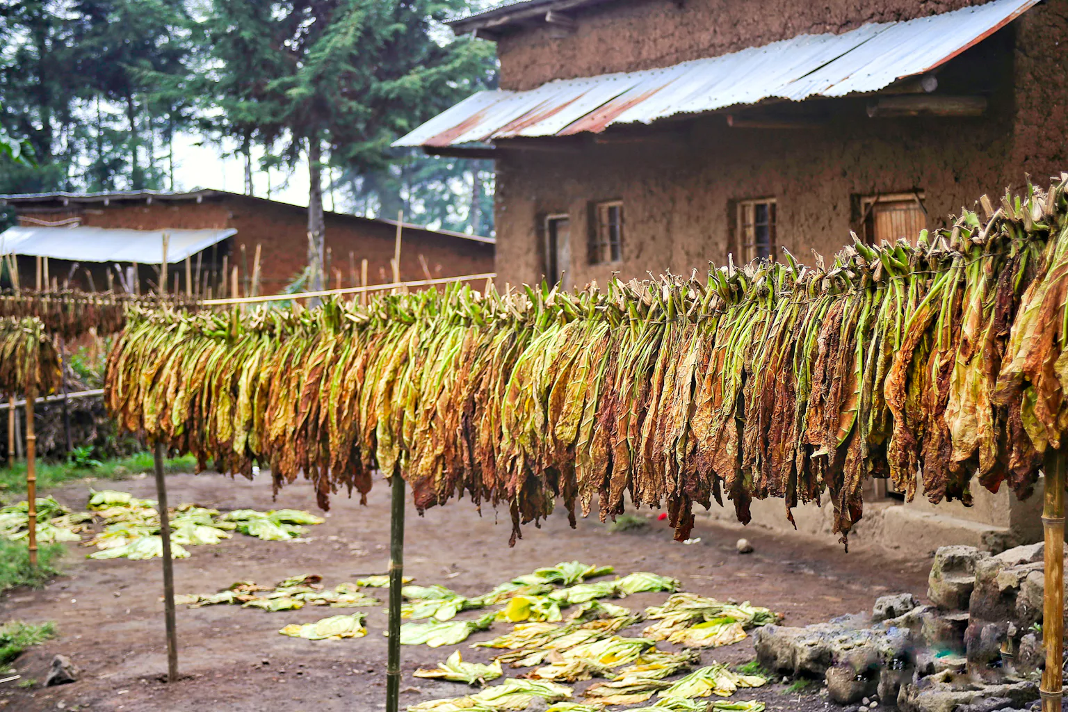 belgium re-exports malawi tobacco on high demand The Times Group It's time for Malawi to