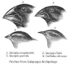 Darwin's On the Origin of Species