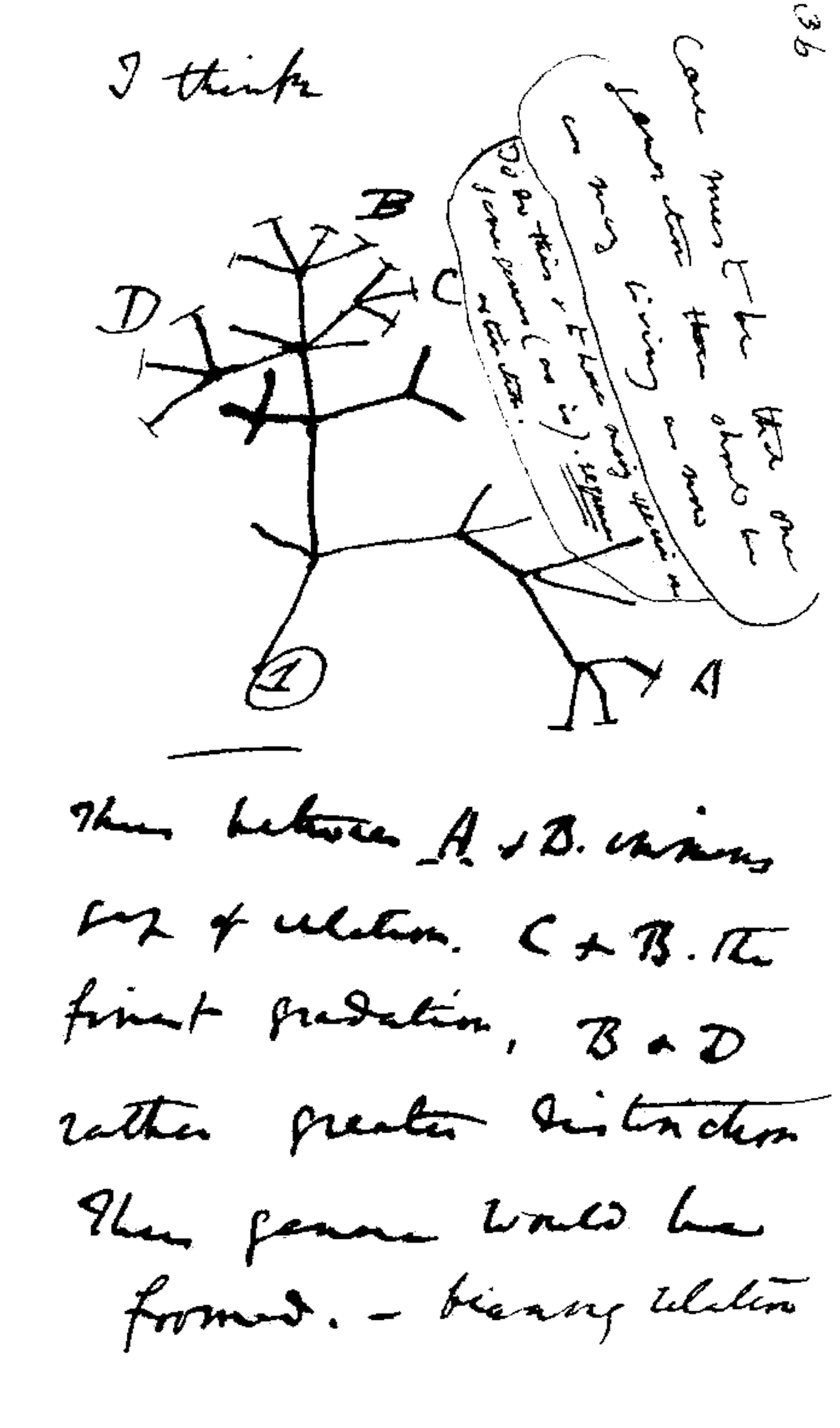 Charles Darwin Evolution Chart