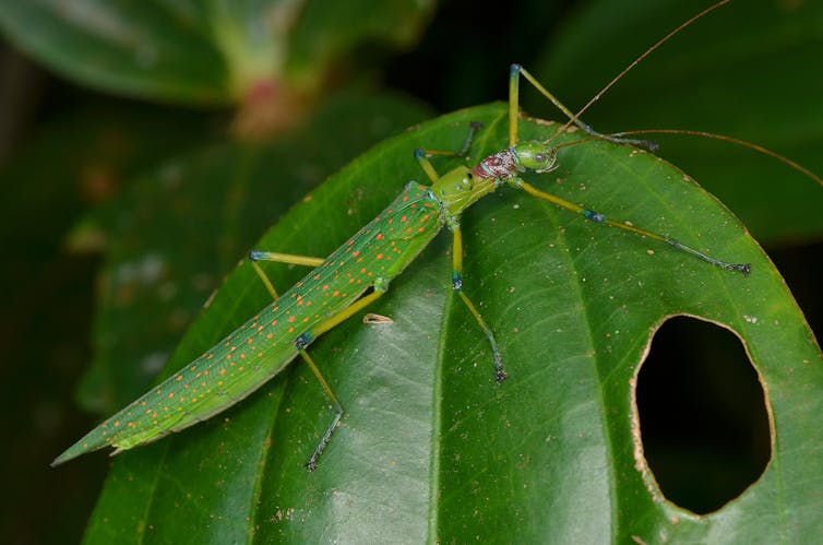 File 20180529 80626 7dxyd1.jpg?ixlib=rb 1.1