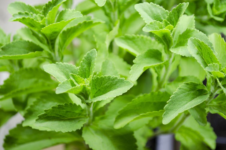 Peddlers claim stevia is ‘natural’ because it comes from a plant. But it’s no longer ‘natural’ by the time it’s in your sweetened beverage.