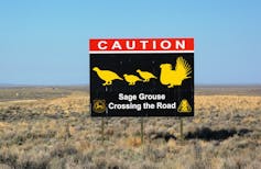 The sage grouse isn't just a bird – it's a proxy for control of Western lands