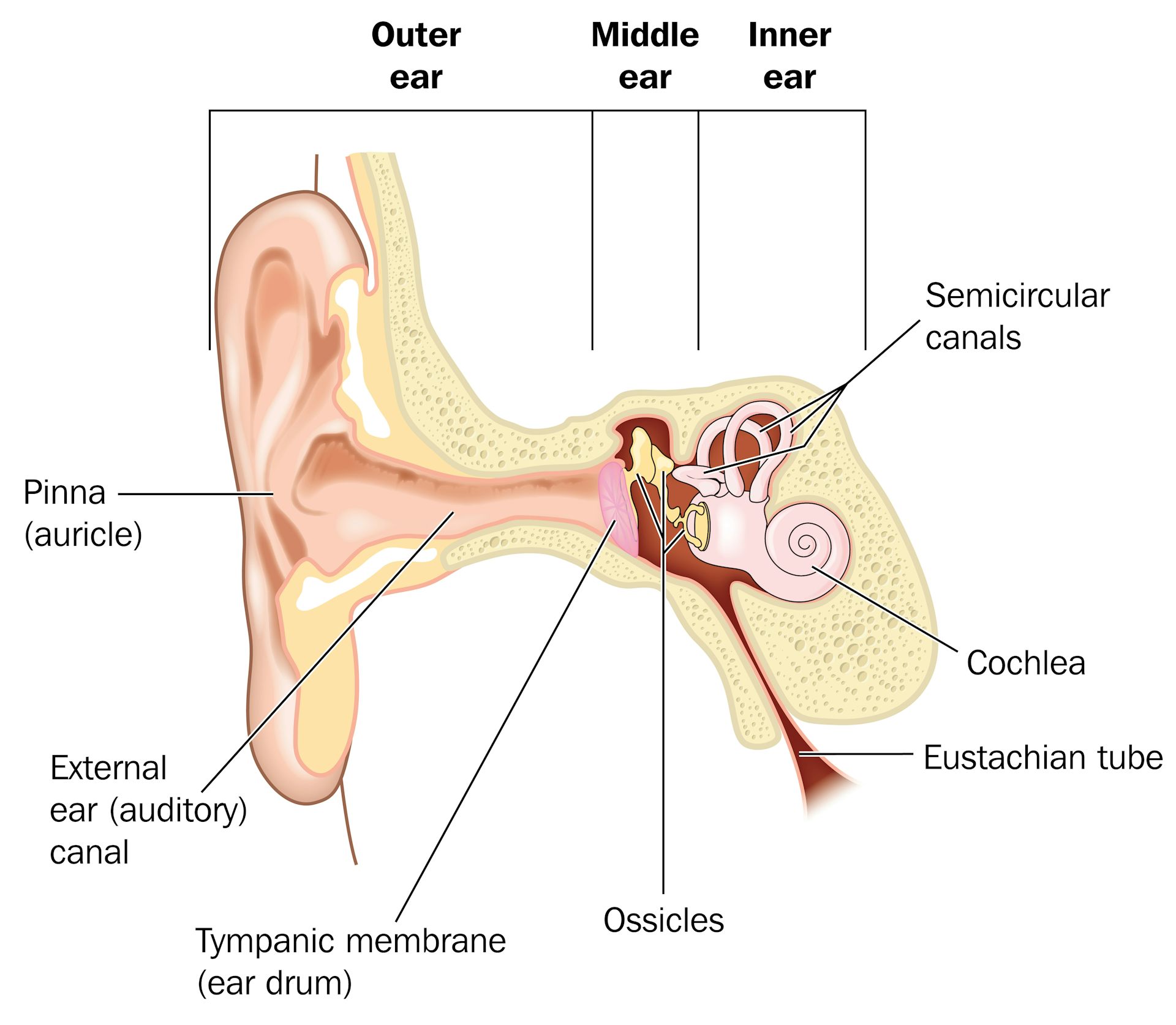 Curious Kids Why do our ears pop