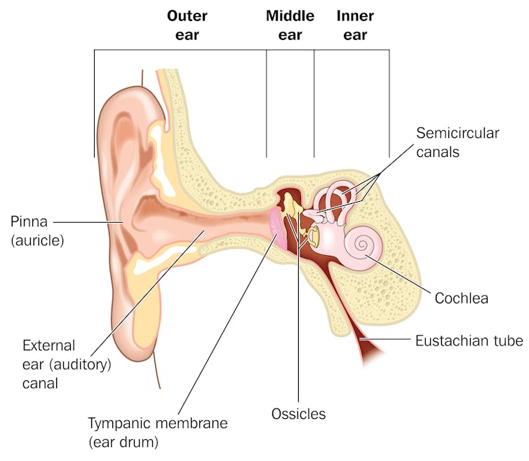 Why do our ears pop?