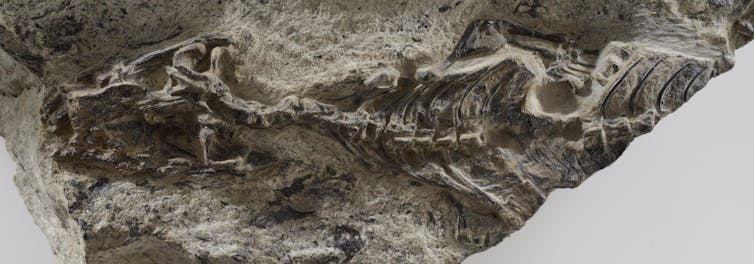 Ancient fossil fills a 75 million-year gap and rewrites lizard and snake history