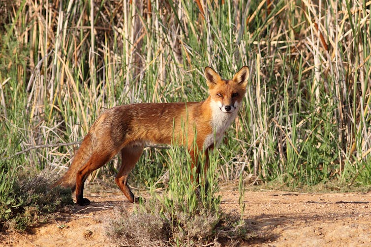 The future is fenced for Australian animals