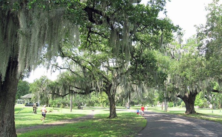 Spending time in city parks like Audubon Park in New Orleans provides some of the same benefits as time in wilderness areas, including reduced stress levels and increased energy levels. (InSapphoWeTrust, CC BY-SA)