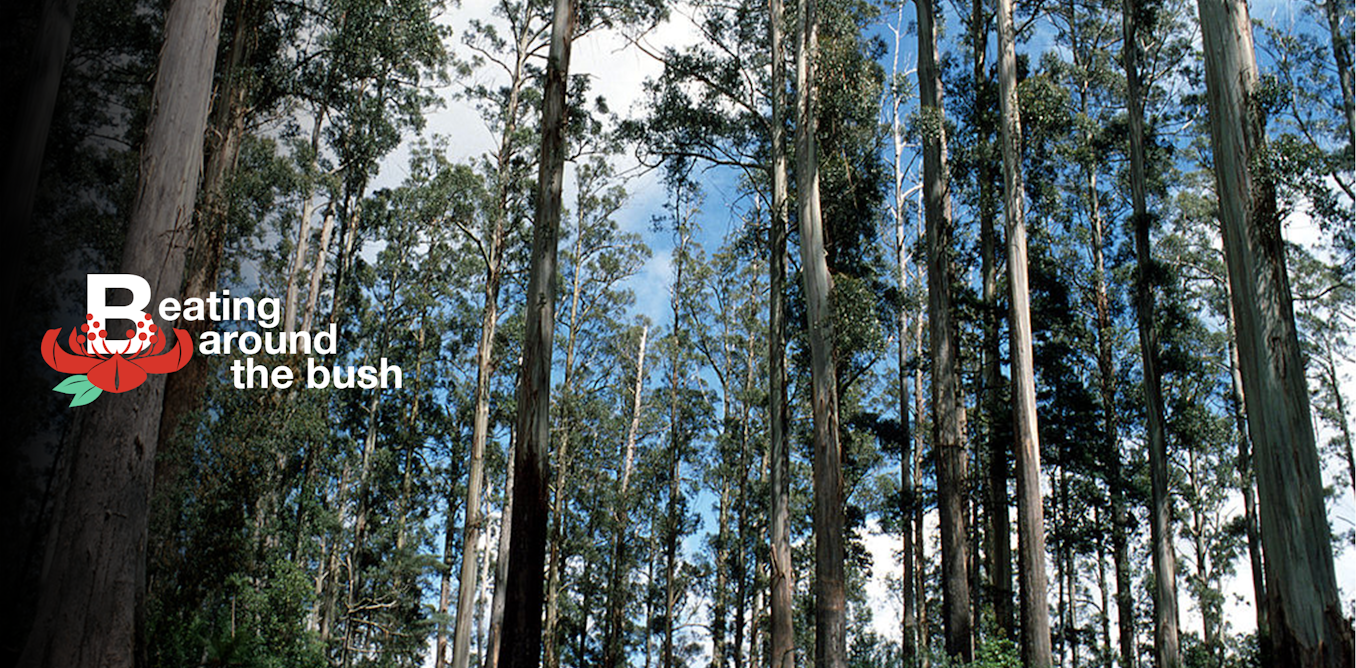 Mountain ash has a regal presence the tallest flowering plant in Mountain ash has a regal presence the tallest flowering plant in