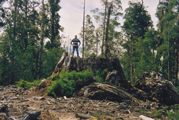 the tallest flowering plant in the world