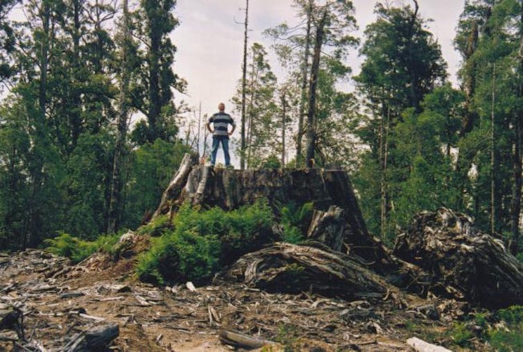 Mountain Ash Has A Regal Presence: The Tallest Flowering Plant In The World mountain ash has a regal presence: the tallest flowering plant in the world