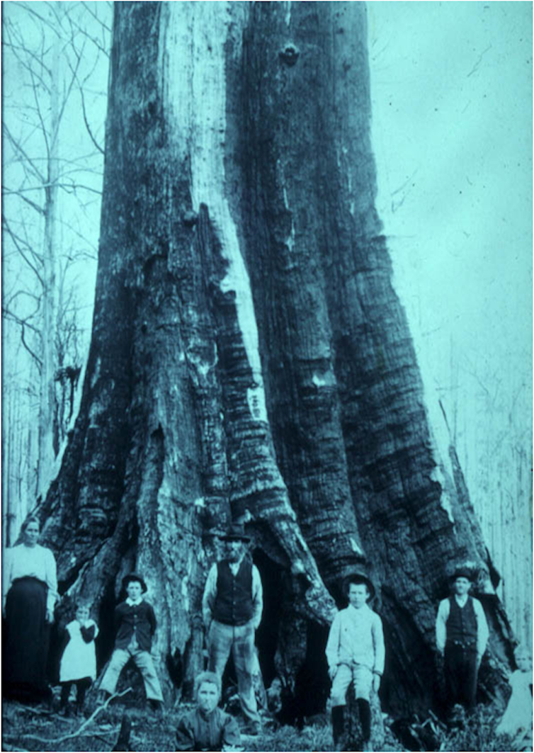 Mountain Ash Has A Regal Presence: The Tallest Flowering Plant In The World mountain ash has a regal presence: the tallest flowering plant in the world
