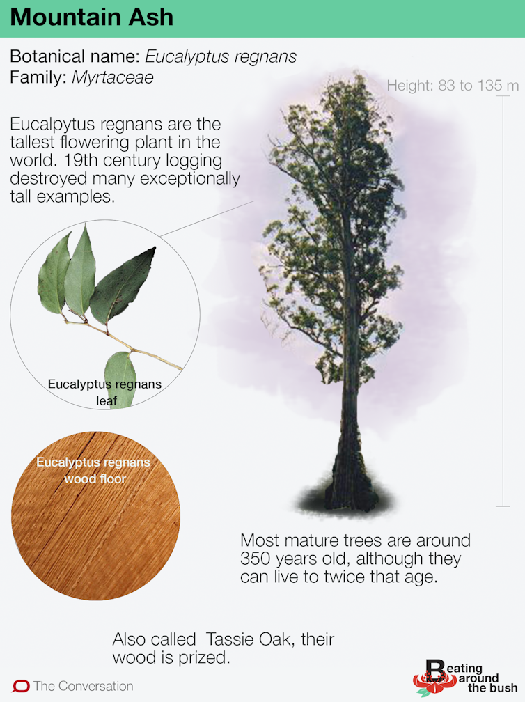 the tallest flowering plant in the world
