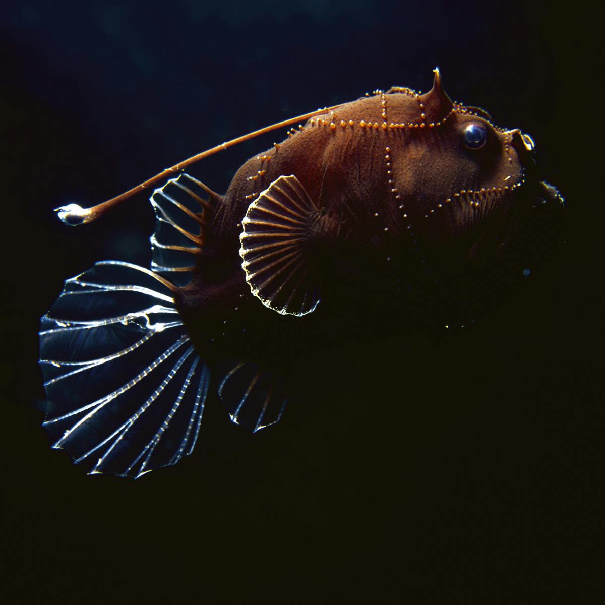 This Deep Sea Fish S Expandable Stomach Can Hold Huge Meals