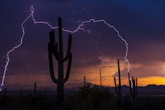 Lightning in night sky behind cactus