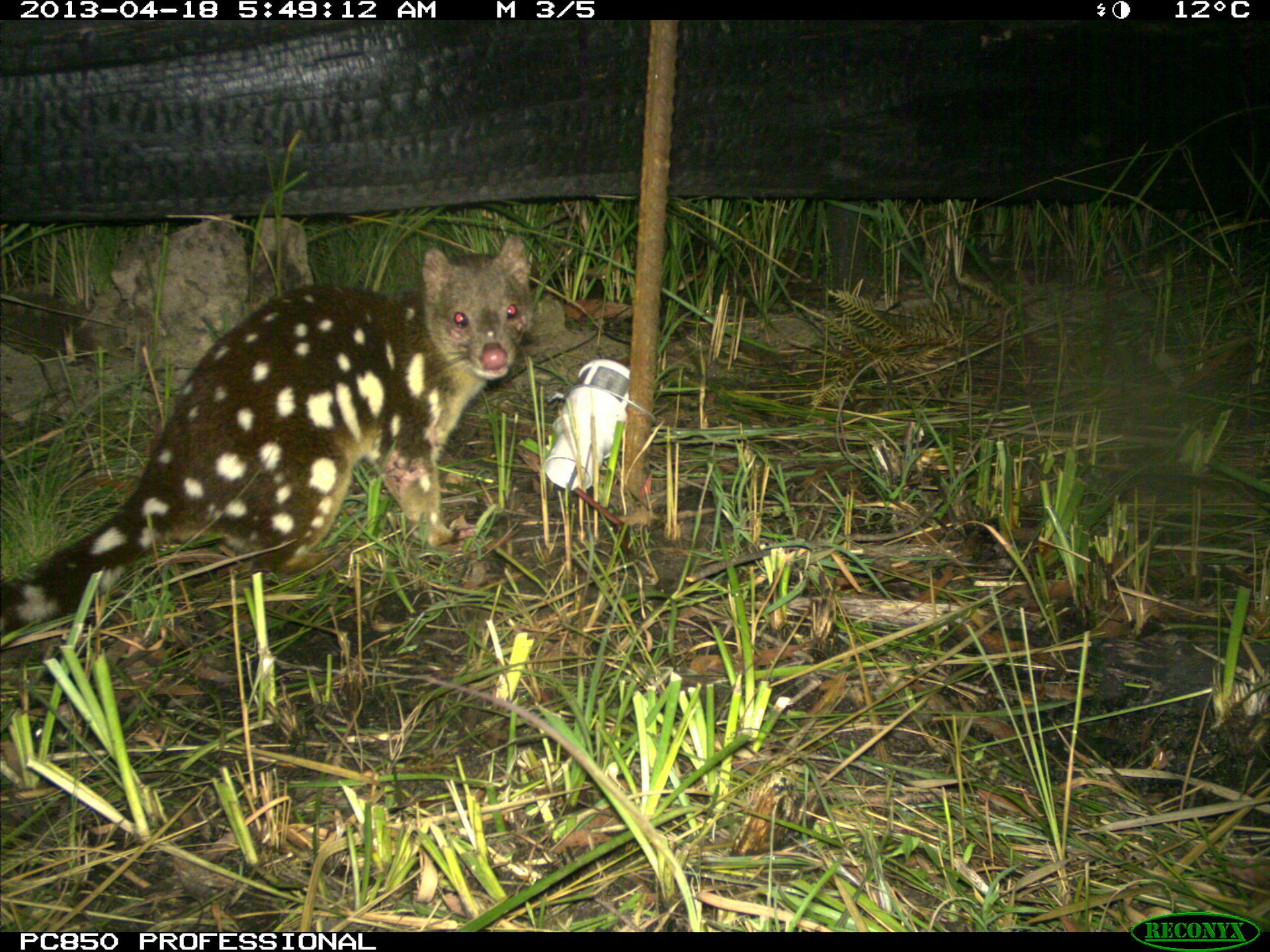 wildlife cctv