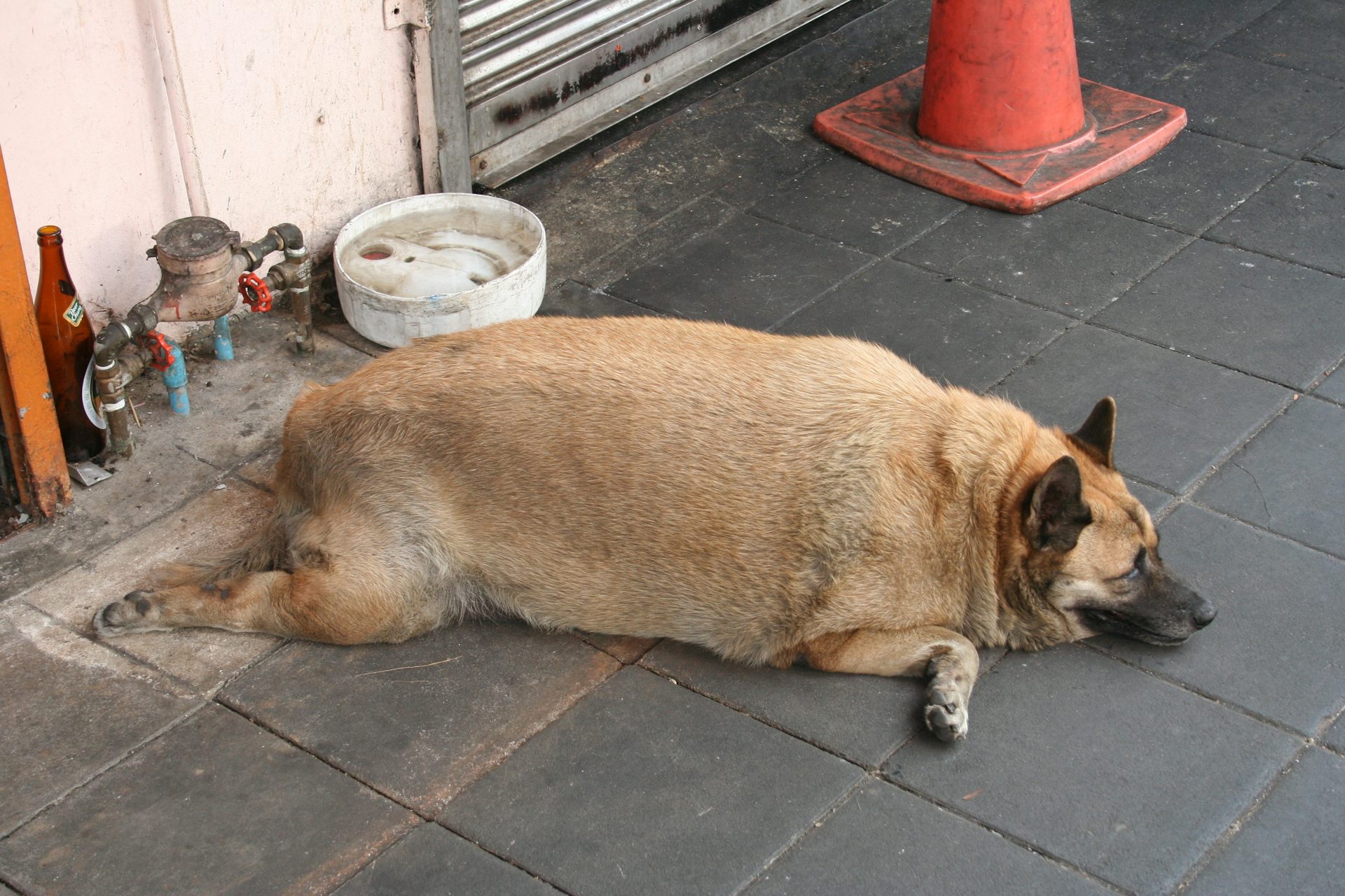 dog obese