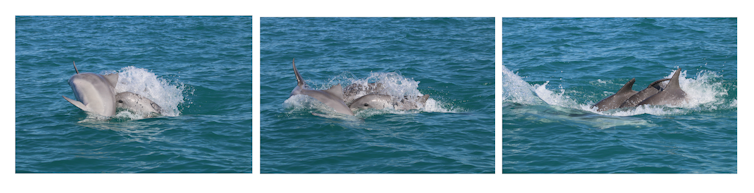 Male dolphins use their individual 'names' to build a complex social network