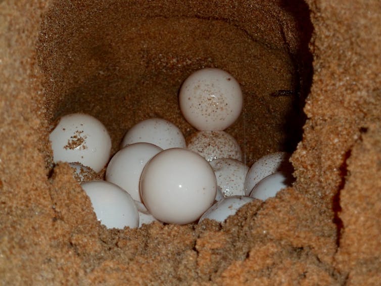 Microplastics may heat marine turtle nests and produce more females