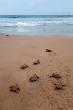 Microplastics may heat marine turtle nests and produce more females