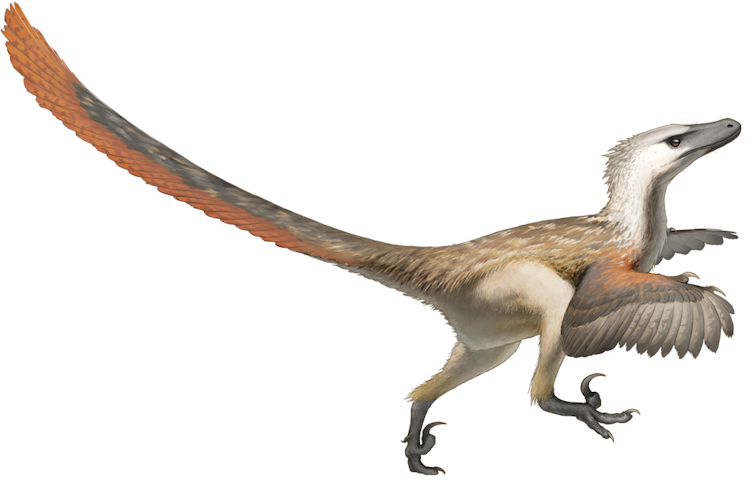 Jurassic Park - A Velociraptor
