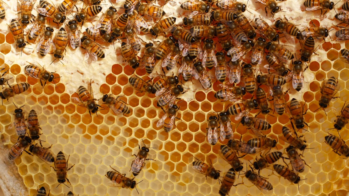 Bees join an elite group of species that understands the concept of zero as  a number