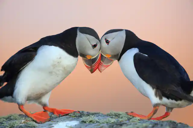 The threats behind the plight of the puffin