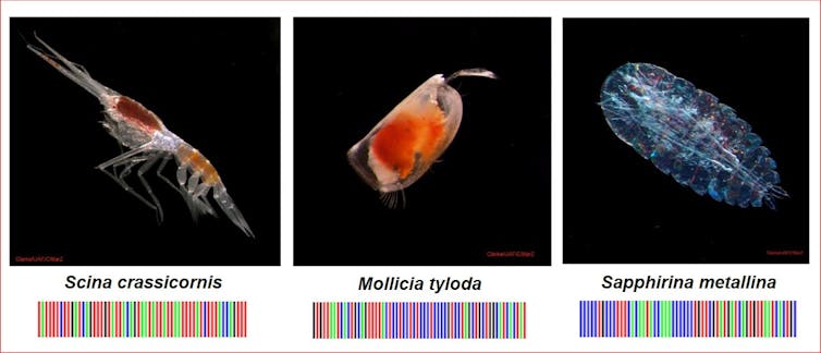 Scientists are using DNA to study ocean life and reveal the hidden diversity of zooplankton