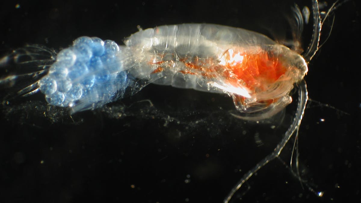 Scientists are using DNA to study ocean life and reveal the hidden  diversity of zooplankton