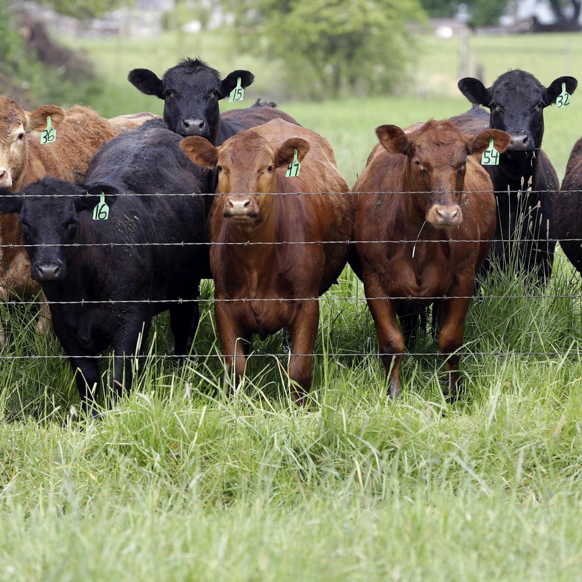 Why Reducing Antibiotics In Farm Animals Isn T As Easy As It Seems Why Reducing Antibiotics In Farm Animals Isn T As Easy As It Seems