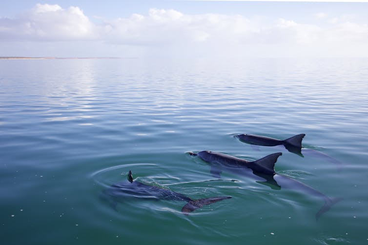 Male dolphins use their individual 'names' to build a complex social network