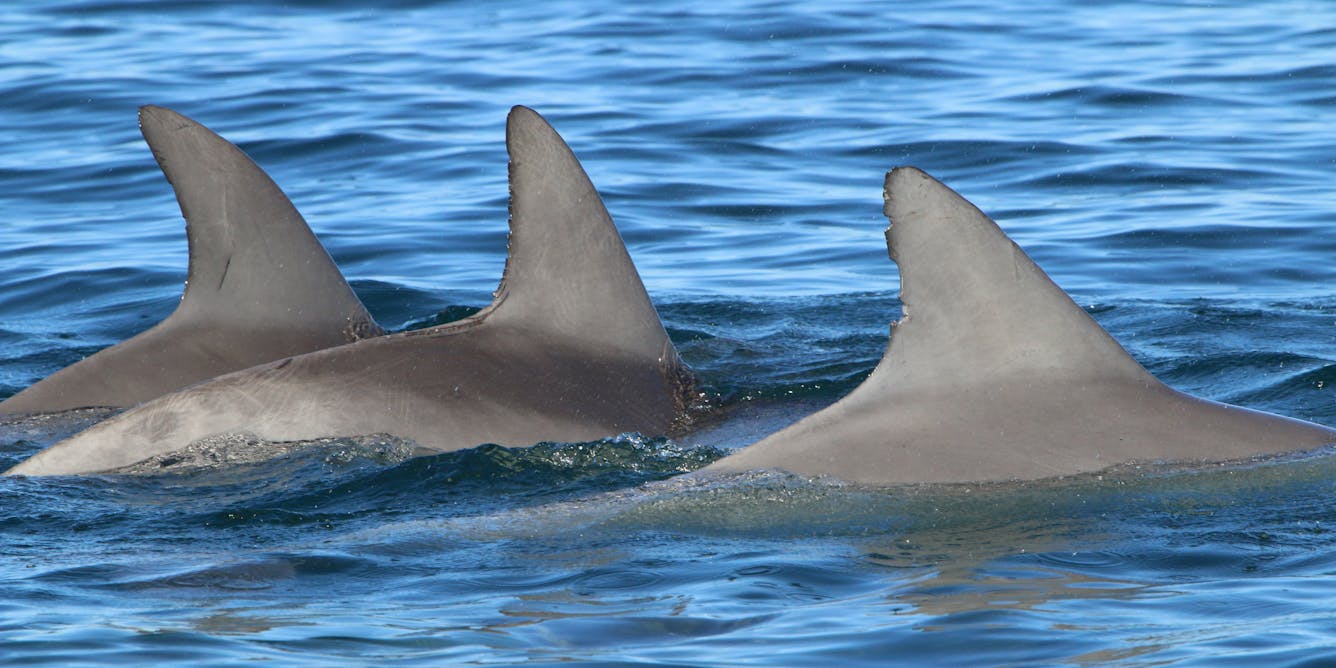 Male dolphins use their individual 'names' to build a complex social network