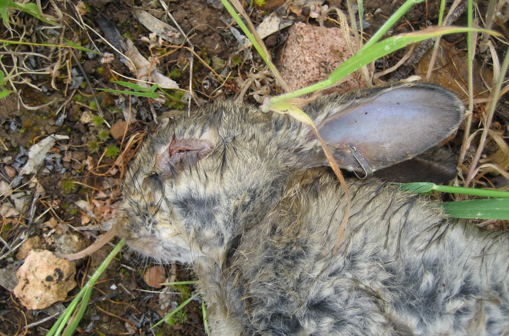 Monday S Medical Myth Warts Aren T Contagious