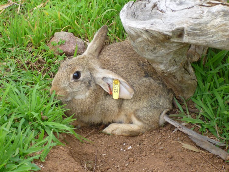 Tandem virus cocktail kills pest rabbits more effectively