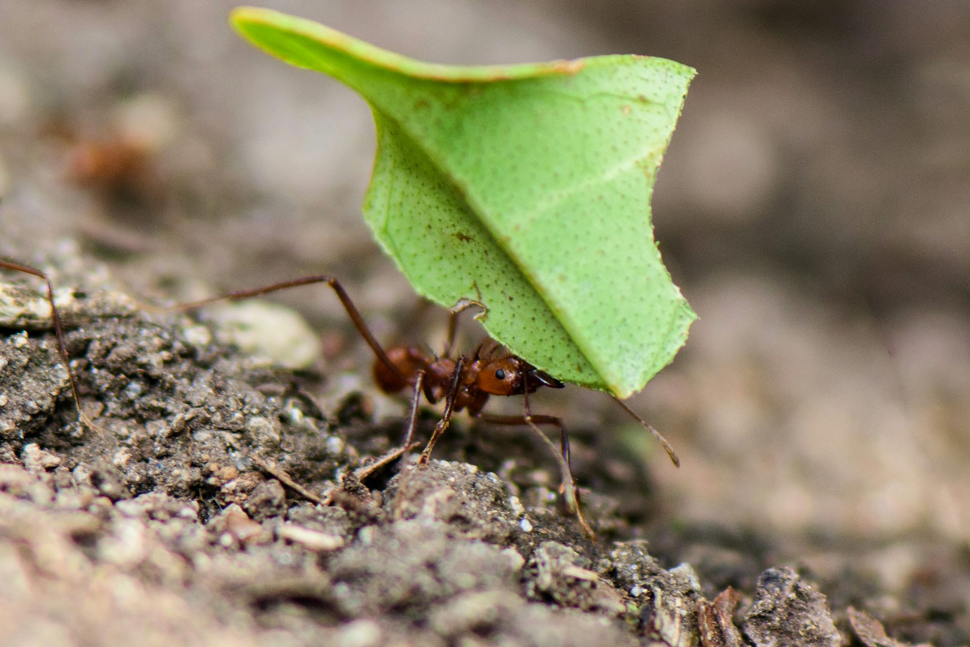 Leaf Cutter Ants Fungus