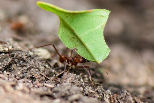 Leafcutter Ants Are In A Chemical Arms Race Against A Behaviour