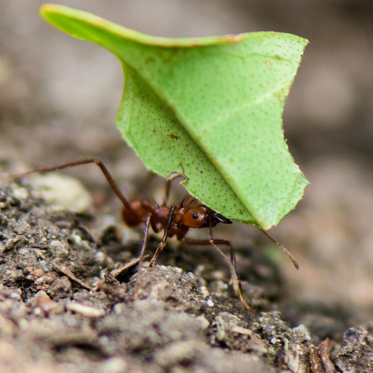 Leafcutter Ants Are In A Chemical Arms Race Against A Behaviour