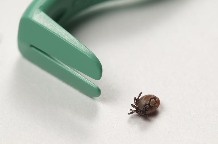 Maladie de Lyme : le kit pour tester sa tique, une fausse bonne idée