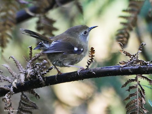 Australia relies on volunteers to monitor its endangered species