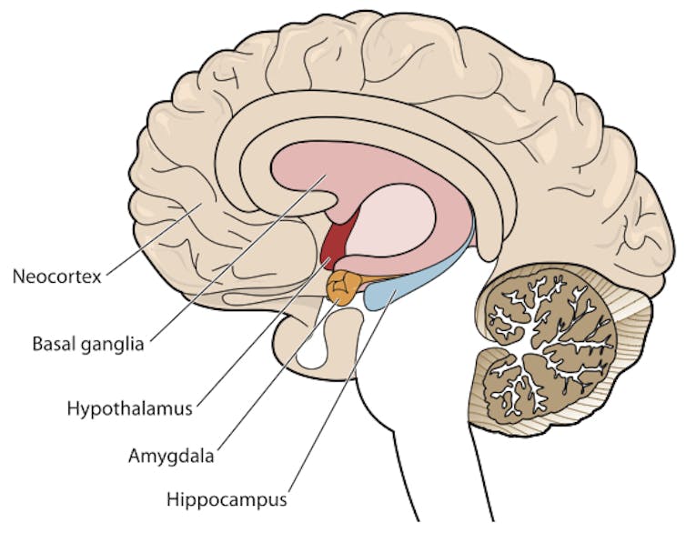 Living with neighborhood violence may shape teens' brains