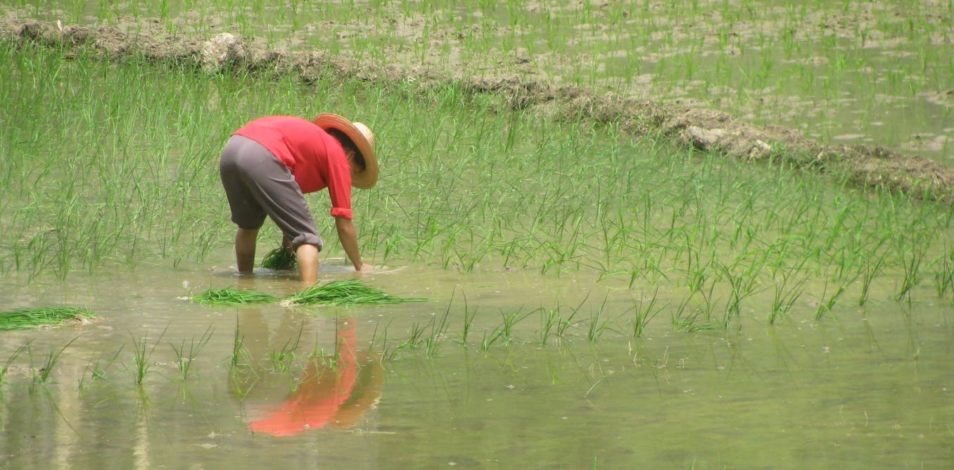 Climate change will make rice less nutritious, putting millions of the ...